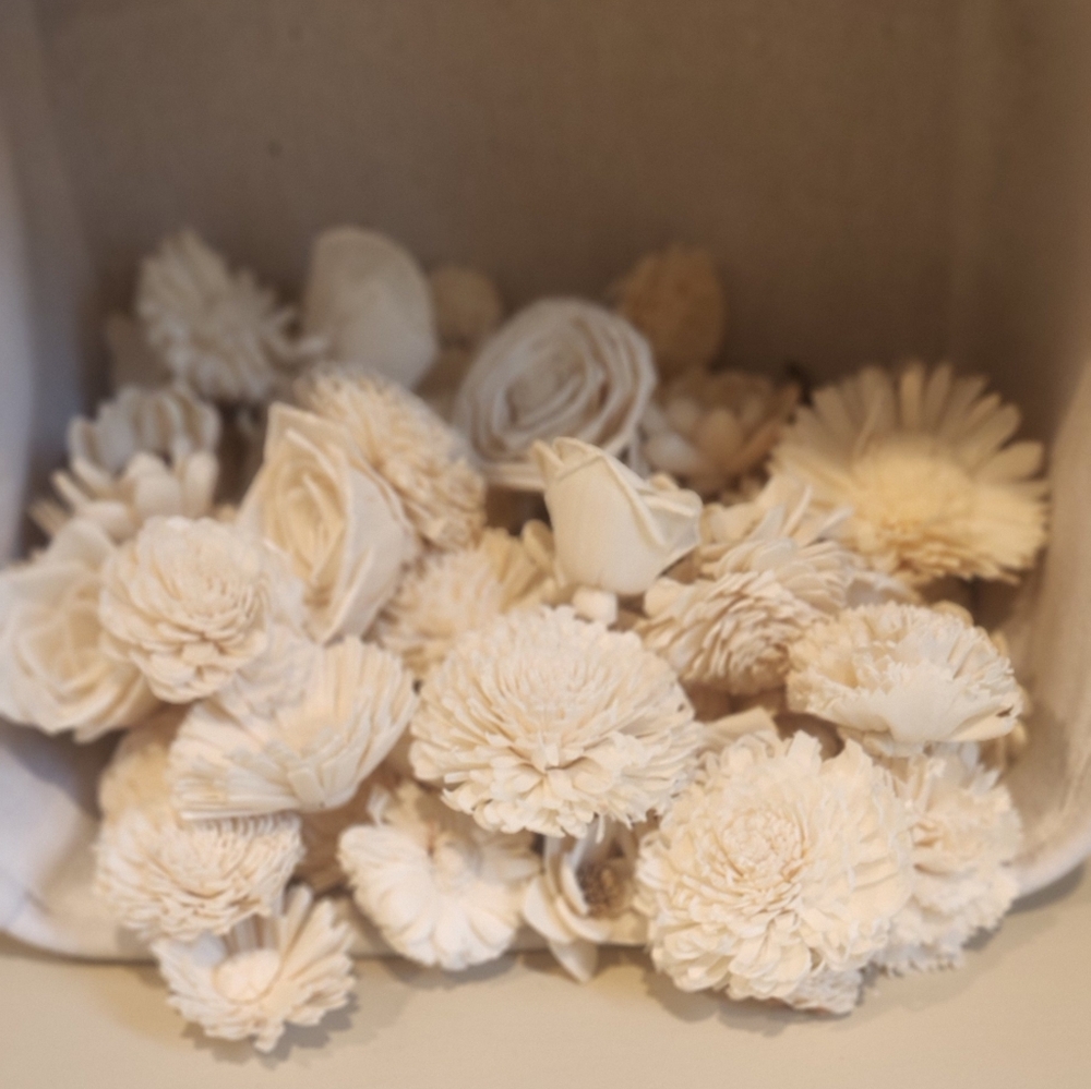 Sola flowers